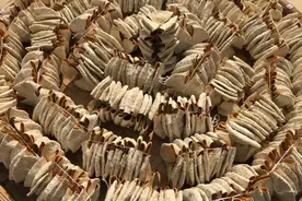 新会陈皮的保存方法图片