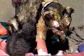 猫妈妈5次冲进大火，将自己孩子全部救出，消防员赶到后流泪了图片