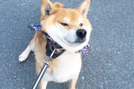 柴犬偷懒耍赖不肯走，引来众人围观，网友：这傻狗没救了！