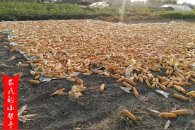 一斤带棒湿玉米0.55元，晒干玉米粒1.08元，卖哪种利润高图片