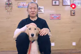 奶狗到家，怎么做才能让它健康度过适应期？西瓜视频教你3招搞定图片