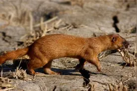 原本在我国常见的黄鼠狼数量大减，它其实是一种消灭老鼠的益兽图片