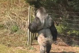 日本一大猩猩走红，每天引来大批女性为它尖叫，饲养员看了都羡慕图片