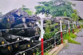 都是红酸枝，价差几十倍：鉴别7种红酸枝图片