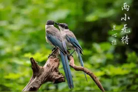 你不一定了解的灰喜鹊：颜值与智商并存，拉帮结派还会欺负人图片