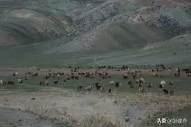 青青的草原，亲亲的你！图片