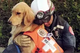 金毛犬的6大优秀之处，值得你饲养图片