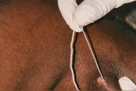 长1米入侵人体？拔虫需要10小时，这种寄生虫有多恐怖？图片