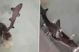 两只母鲨鱼关在一起10年，竟然意外产子？人类是否也能这样繁殖？图片