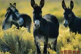 “天上龙肉，地下驴肉”的传说图片