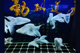 鱼店老板给出的答案，蝴蝶鲤容易饲养，为什么很多鱼友养不好呢？图片