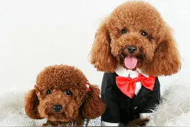 泰迪犬的7种“性格解析”，你家属于哪种？图片
