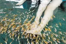 鱼疗馆中都是食人鱼鱼苗？小伙丢一块肉后，结果场面一度失控！图片