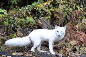 故事：女子山上挖野菜，救了一只白狐，半个月后，女子无缘无故死了图片