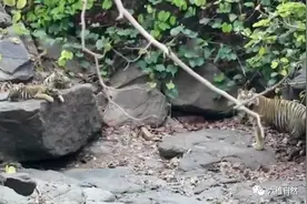 老虎中罕见一幕：印度一头雌虎死亡后，雄虎负责照顾四头虎崽图片