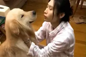 女主人装作突然晕倒，金毛百般唤不醒后，直接四脚一蹬陪死图片