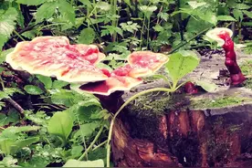 深山里“灵芝”的守护神“蛇”图片