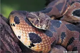 中国十大毒蛇之金钱豹毒蛇，亚洲蛇类致死率第一，被咬后还会肾亏图片