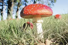 @西昌人 野生菌尝鲜正当时 切勿随意采食谨防中毒图片