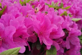 苏州花坛之杜鹃花图片