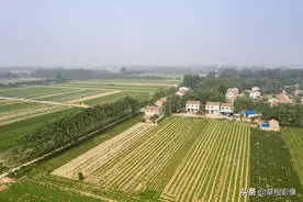 安徽西北与河南交界，气候条件相似，种植作物大不相同图片