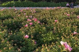 手机有这样的标识就费钱了图片