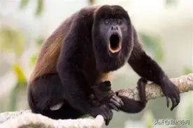 细数亚马逊60余种动植物，看完大开眼界图片