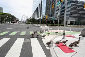 一群大鹅大摇大摆的散步在美国新泽西州图片