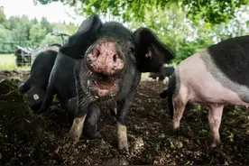 德国福伦韦德农场，自由放养的有机猪，讨人喜欢的二师兄图片