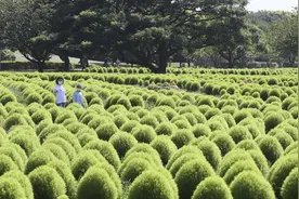 地肤子树美景图片