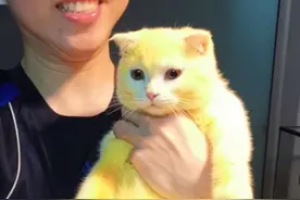 现实版的皮卡皮卡丘，萌萌哒图片