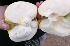 孩子老人牙口不好的人最适合吃的烟台苹果视频封面