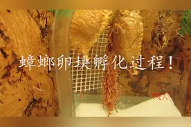 蟑螂卵块孵化过程