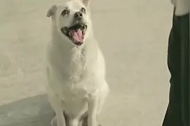 泰国感人公益广告，狗的报恩，你给我吃的我给你个女朋友