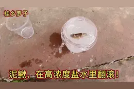 将“泥鳅”放进高浓度盐水里，看看泥鳅会怎么样？