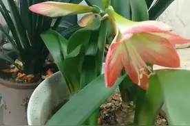 花俏争春。视频封面