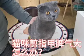 宠物美容师教你如何给猫咪剪指甲，猫咪脾气大，过程很惊险！