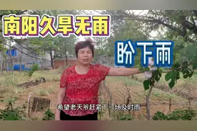 南阳高温多日，庄稼濒临旱死，还不下雨？农民希望河南赶紧降雨。