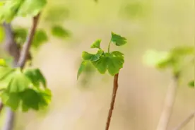 山东郯城：一年只产一个月茶叶，产量仅五千斤，每斤能卖到700块视频封面