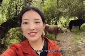 西藏牦牛和黄牛有什么区别？藏族姑娘卓玛实拍放牛，开心的像小孩