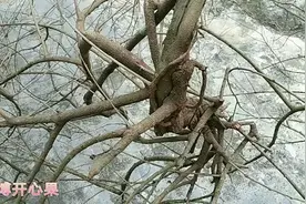 酸杨桃木寄生，煲水喝对血压高的人有助降血压，你了解吗