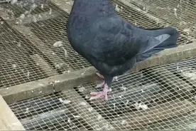 大体元宝圆环摩登， 3种鸽子怎么区分，跟我一起进来探讨一下！