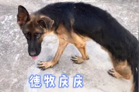 被关笼子两年的德牧，放出来路都走不好了。视频封面