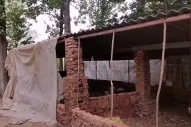 农村搭建鸡圈，省时又省力，成本又低，可以放几百只小鸡。