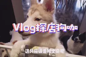 重庆这家狗咖不仅能撸狗，我还喝到了网红奶茶火锅