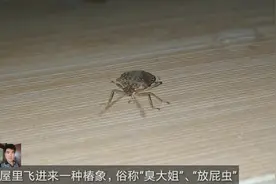 农村vlog：飞进屋里一只“臭大姐”，你有没有被它的臭气熏到过？