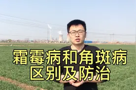 霜霉病角斑病 区别和防治方法！