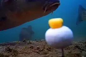 在水底下的鱼儿是怎么上钩的？男子很好奇，于是用摄像机记录