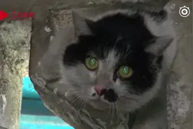 猫，你太胖！胖猫被卡楼内墙缝，消防投食诱导解救视频封面