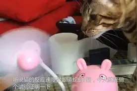 听说猫的反应速度是眼镜蛇的7倍，实验结果表明，这是高手视频封面